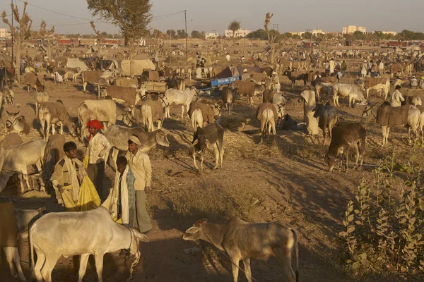 印度拉贾斯坦邦那加努尔 2008年2月15日 在印度拉贾斯坦邦那加古尔举行的年度牲畜节上 牛群被一排排拴住 — 图库照片