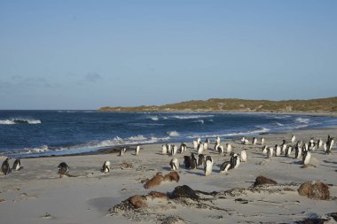 Deniz aslanı Adası Falkland Adaları'nda bir kum plajındaki Gentoo penguenleri (Pygoscelis papua).