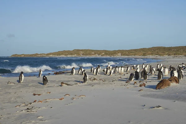 Pingwiny Białobrewe Pygoscelis Papua Piaszczystej Plaży Wyspie Lew Morski Falklandy — Zdjęcie stockowe