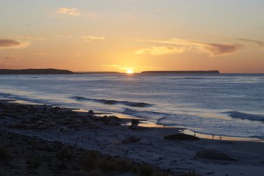 Falkland Adaları Sea Lion Adası'nda kumlu bir plajda gün doğumunda Güney Fil Seals (Mirounga leonina) Grubu.