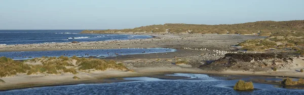 Gentoo Penguins Pygoscelis Papua Cruzando Una Laguna Camino Colonia Después —  Fotos de Stock