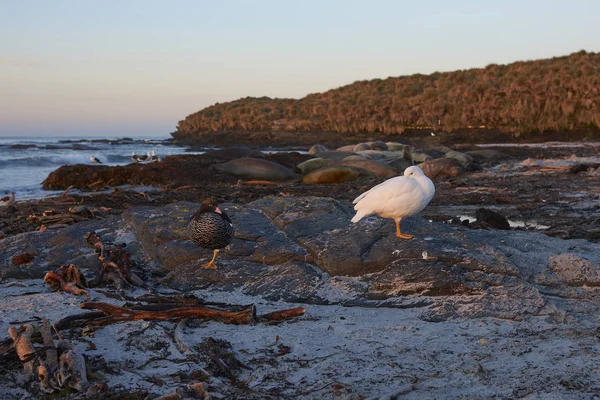 Par Kelp Gås Chloephaga Hybrida Malvinarum Klippiga Kusten Sjölejon Island — Stockfoto