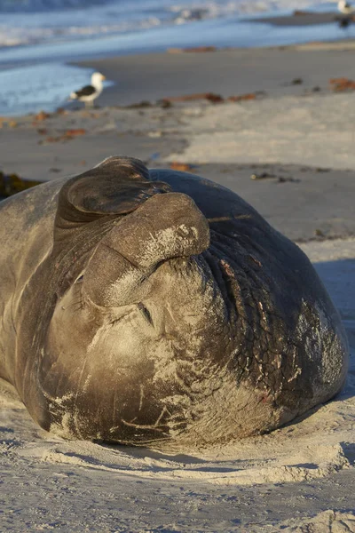 Male Southern Elephant Seal Mirounga Leonina Lying Sandy Beach Sea — Stock Photo, Image