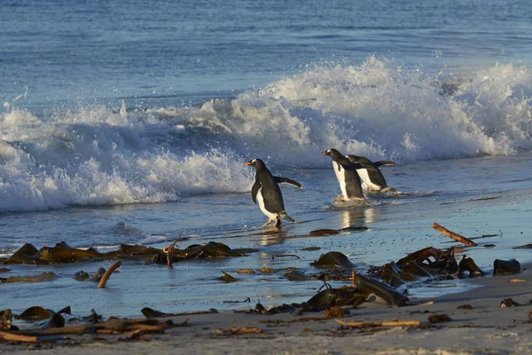 Pingwiny Gentoo Pygoscelis Papua Kierunku Morza Piaszczystej Plaży Morzu Lion — Zdjęcie stockowe