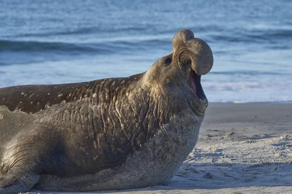Male Southern Elephant Seal Mirounga Leonina Calling Coast Sea Lion — Stock Photo, Image