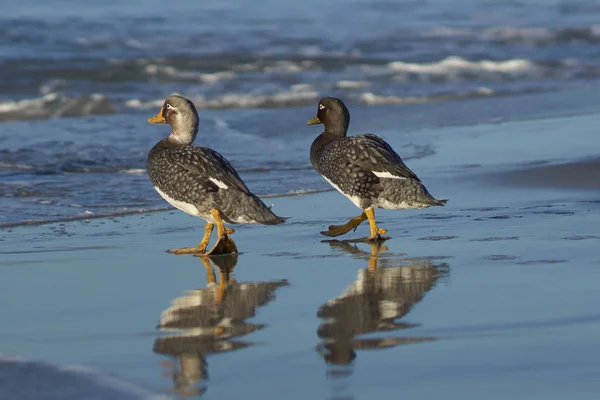 Falkland Steamer Ducks Tachyeres Brachypterus Una Playa Arena Isla Sea —  Fotos de Stock
