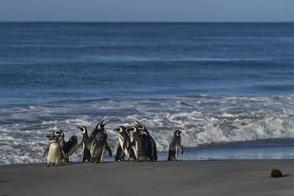 Pingouins Magellan Spheniscus Magellanicus Sur Côte Île Sea Lion Dans — Photo