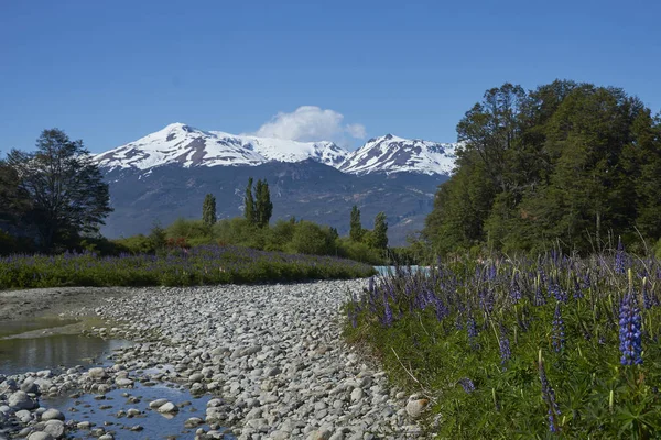 Rio Csatorna Partján Carretera Austral Mentén Dél Chilében Virágzó Lupinok — Stock Fotó