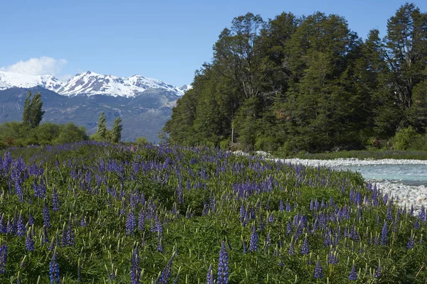 Lupini Fiore Sulle Rive Del Rio Canal Lungo Carretera Austral — Foto Stock