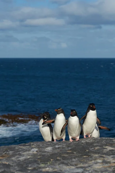 Los Pingüinos Rockhopper Del Sur Eudyptes Chrysocome Regresan Colonia Los —  Fotos de Stock