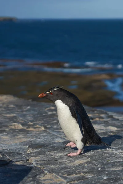 Les Pingouins Siffleurs Eudyptes Chrysocome Retournent Dans Leur Colonie Sur — Photo