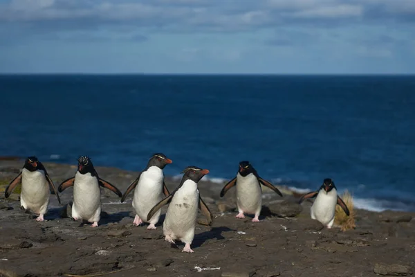 Пингвины Южного Рокхоппера Eudyptes Chrysocome Возвращаются Свою Колонию Скалах Острова — стоковое фото