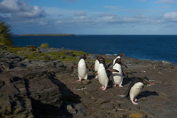 Southern Rockhopper Penguins Eudyptes Chrysocome Return Colony Cliffs Bleaker Island — Stock Photo, Image