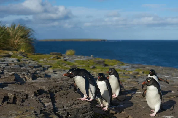 Los Pingüinos Rockhopper Del Sur Eudyptes Chrysocome Regresan Colonia Los —  Fotos de Stock