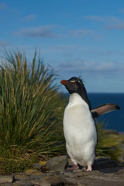 Les Pingouins Siffleurs Eudyptes Chrysocome Retournent Dans Leur Colonie Sur — Photo