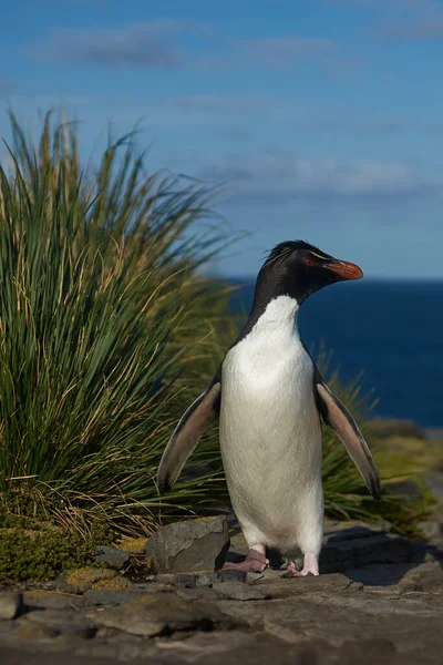 福克兰群岛Bleaker岛悬崖上的南罗克伯企鹅 Eudyptes Chrysocome 返回自己的殖民地 — 图库照片