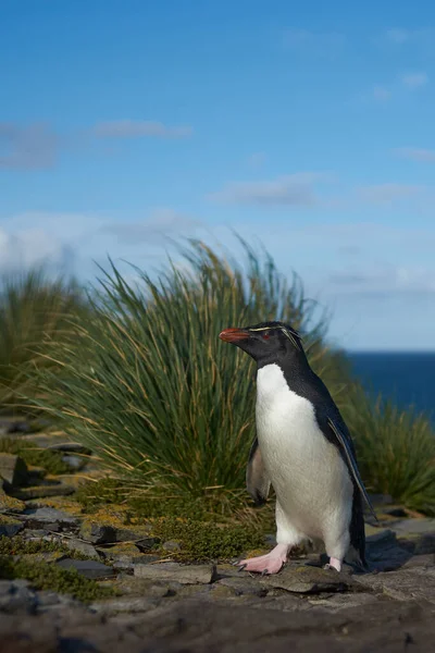 福克兰群岛Bleaker岛悬崖上的南罗克伯企鹅 Eudyptes Chrysocome 返回自己的殖民地 — 图库照片