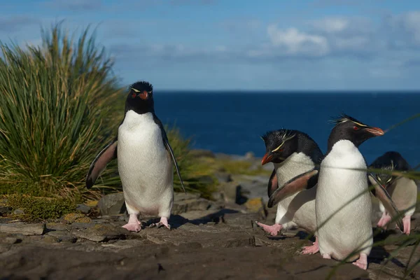 Los Pingüinos Rockhopper Del Sur Eudyptes Chrysocome Regresan Colonia Los —  Fotos de Stock