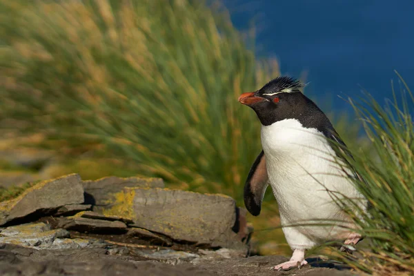 Southern Rockhopper Penguins Eudyptes Chrysocome Return Colony Cliffs Bleaker Island — Stock Photo, Image