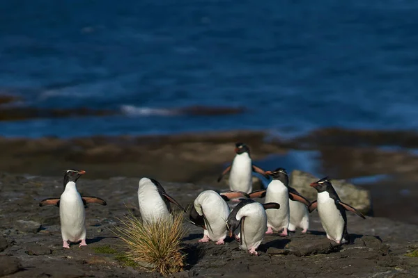 Los Pingüinos Rockhopper Del Sur Eudyptes Chrysocome Regresan Colonia Los —  Fotos de Stock