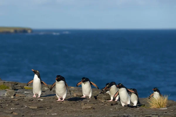 Los Pingüinos Rockhopper Del Sur Eudyptes Chrysocome Regresan Colonia Los —  Fotos de Stock