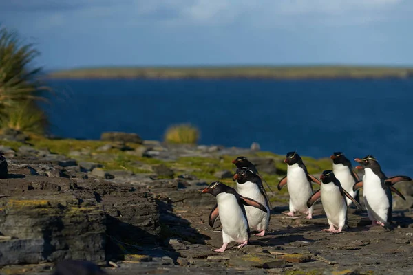 Πιγκουίνοι Του Νότιου Rockhopper Eudyptes Chrysocome Επιστρέφουν Στην Αποικία Τους — Φωτογραφία Αρχείου