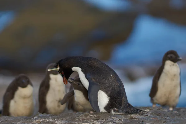 Колония Пингвинов Рокхоппер Eudyptes Chrysocome Цыплятами Скалах Острова Бликер Фолклендских — стоковое фото
