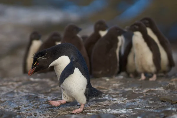 Colônia Pinguins Rockhopper Eudyptes Chrysocome Com Pintos Nas Falésias Ilha — Fotografia de Stock