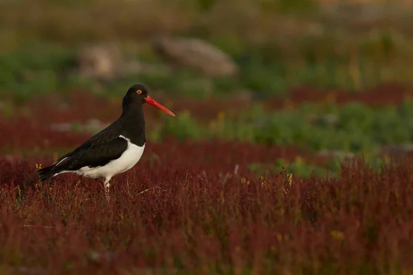 Magellanic Oystercatcher Haematopus Leucopodus Entre Gramíneas Verão Ilha Bleaker Nas — Fotografia de Stock