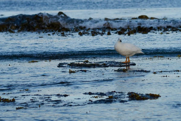 Male Kelp Goose Chloephaga Hybrida Malvinarum Rocky Coast Bleaker Island — Stock Photo, Image