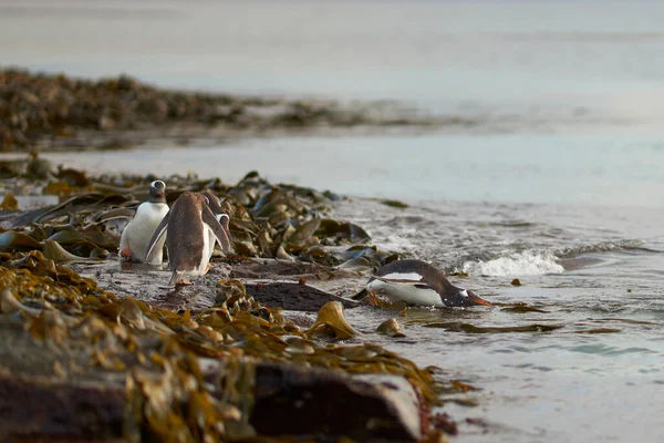 Gentoo Penguin Pygoscelis Papua Brzy Ráno Moři Skalnaté Pláži Poseté — Stock fotografie