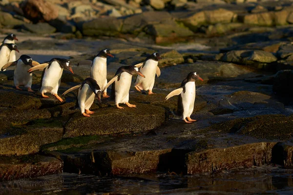 Gentoo Penguin Pygoscelis Papua Brzy Ráno Moři Skalnaté Pláži Poseté — Stock fotografie