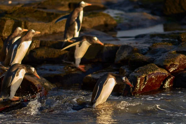 Gentoo Penguin Pygoscelis Papua Väg Till Havs Tidigt Morgonen Klippig — Stockfoto