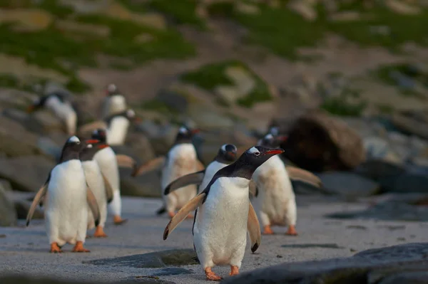 Gentoo Penguin Pygoscelis Papua Väg Till Havs Tidigt Morgonen Klippig — Stockfoto