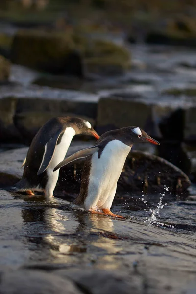 Gentoo Penguin Pygoscelis Papua Weg Naar Zee Vroeg Ochtend Een — Stockfoto