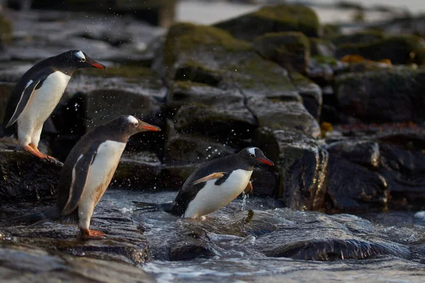 Gentoo Penguin Pygoscelis Papua Heading Sea Early Morning Rocky Kelp — Stock Photo, Image