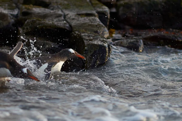 Gentoo Penguin Pygoscelis Papua Dirige Mar Temprano Mañana Una Playa — Foto de Stock