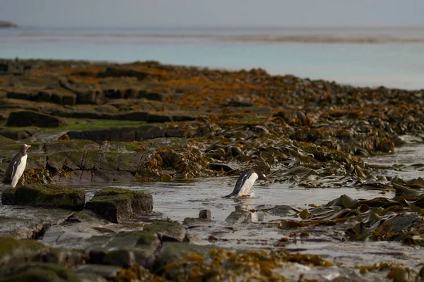 Gentoo Penguin Pygoscelis Papua Dirige Mar Temprano Mañana Una Playa — Foto de Stock