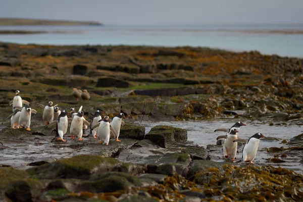 位于福克兰群岛布雷克岛的Gentoo Penguin Pygoscelis Papua 一大早在一个布满岩石的海藻的海滩上出海 — 图库照片