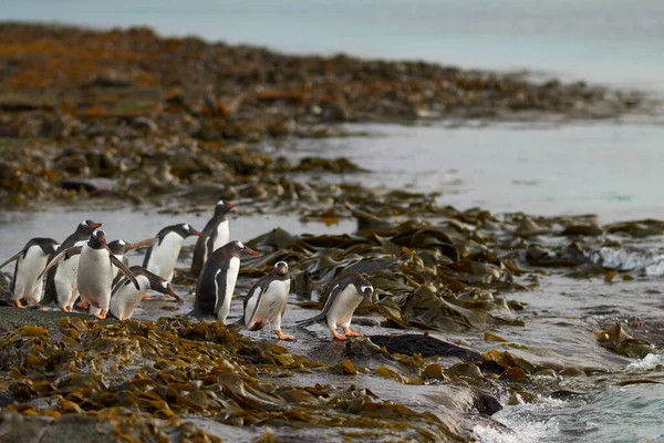 Gentoo Penguin Pygoscelis Papua Väg Till Havs Tidigt Morgonen Klippig — Stockfoto