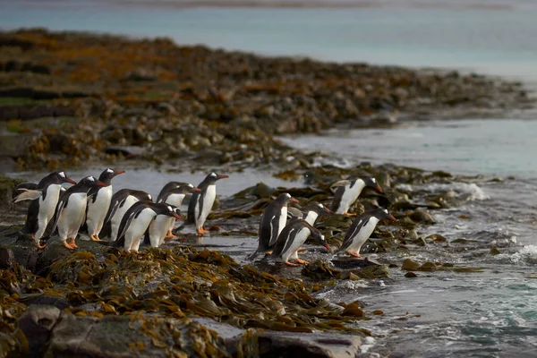 Gentoo Penguin Pygoscelis Papua Dirige Mar Temprano Mañana Una Playa —  Fotos de Stock