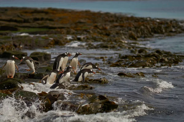 Gentoo Penguin Pygoscelis Papua Brzy Ráno Moři Skalnaté Pláži Poseté — Stock fotografie
