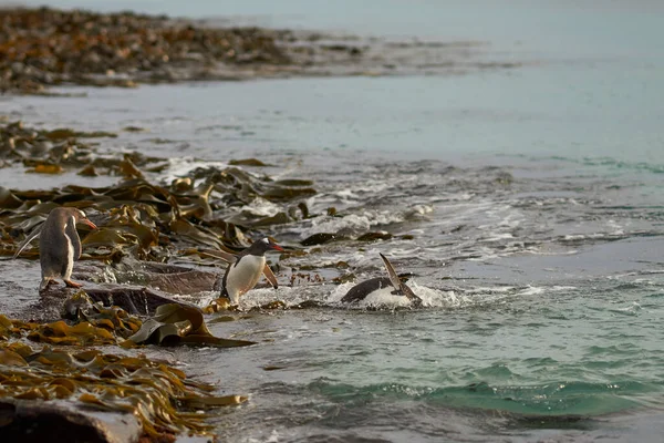 Gentoo Penguin Pygoscelis Papua Dirige Mar Temprano Mañana Una Playa —  Fotos de Stock