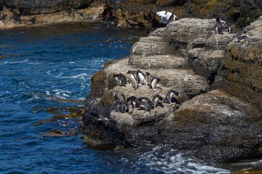 Rockhopper Penguenleri (Eudyptes chrysocome) Falkland Adaları 'ndaki Bleaker Adası kıyılarındaki kayalık bir çıkıntıdan denize açılıyorlar..
