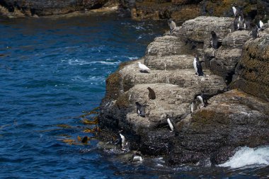 Rockhopper Penguenleri (Eudyptes chrysocome) Falkland Adaları 'ndaki Bleaker Adası kıyılarındaki kayalık bir çıkıntıdan denize açılıyorlar..