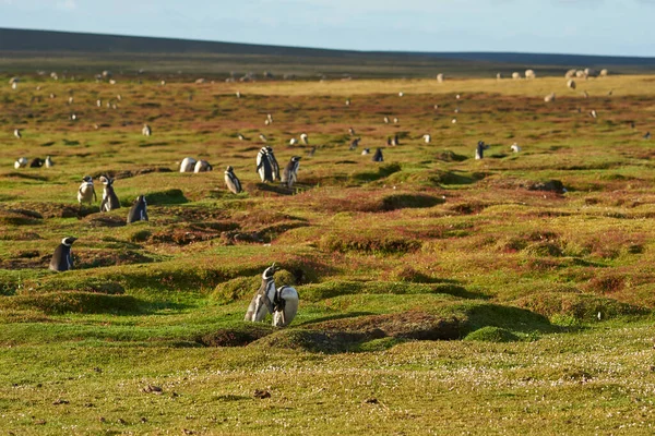 Pingüinos Magallánicos Spheniscus Magellanicus Anidando Los Pastizales Isla Bleaker Las —  Fotos de Stock