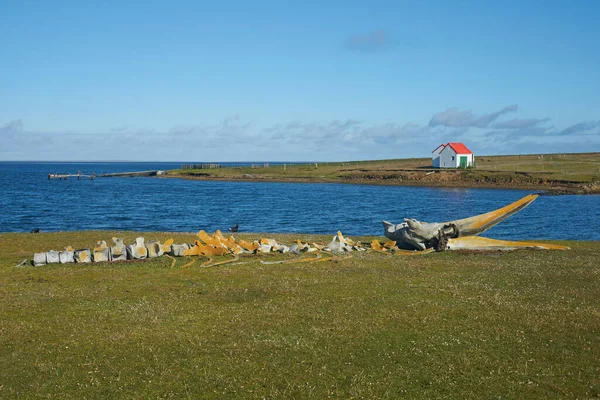 Gamla Valben Ligger Vid Kusten Bleaker Island Falklandsöarna — Stockfoto