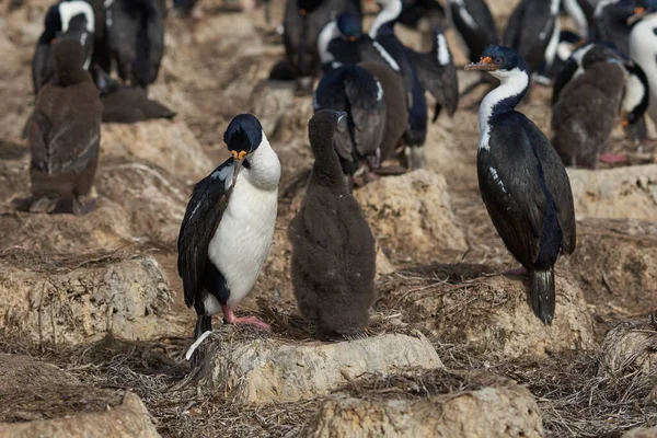 Duża Kolonia Imperial Shag Phalacrocorax Atriceps Albiventer Wyspie Bleaker Falklandach — Zdjęcie stockowe