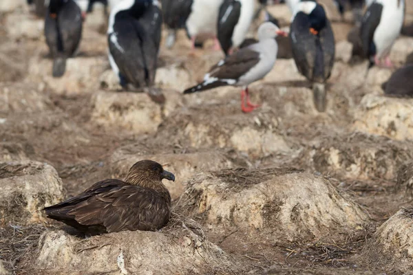 Falkland Skua Catharacta Antarctica Στην Άκρη Μιας Αποικίας Του Imperial — Φωτογραφία Αρχείου