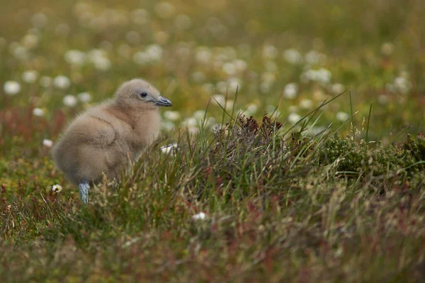 Κοτόπουλο Falkland Skua Catharacta Antarctica Λιβάδι Στο Νησί Bleaker Στις — Φωτογραφία Αρχείου